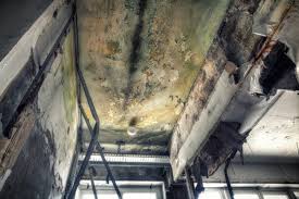 Best Black Mold Removal  in Phoenixville, PA